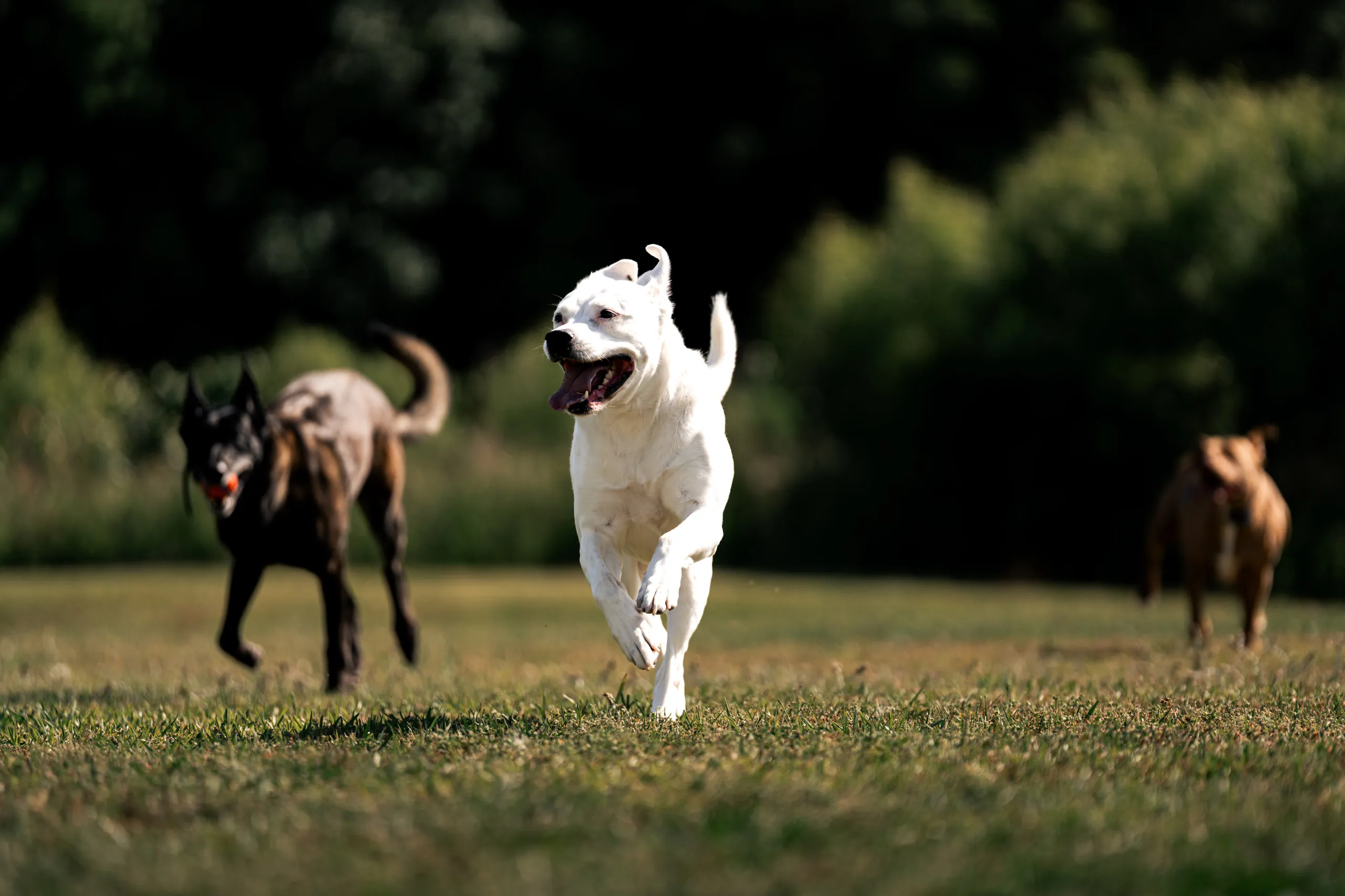 Four dogs tear across a grass field, the white one mid-stride out in front